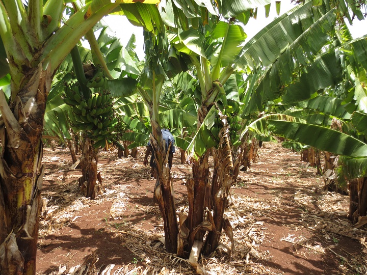 Banana farming in Kenya under threat from Fungus
