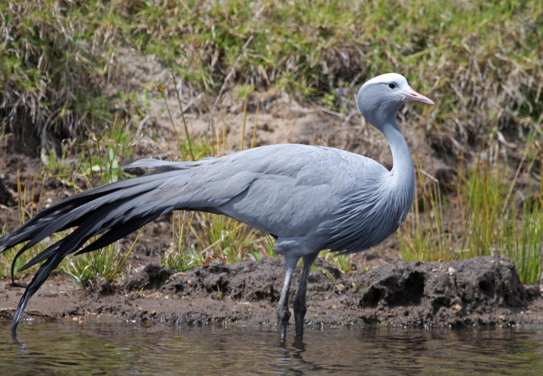 Blue Crane in Africa