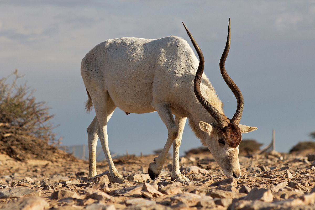 Addax in Africa