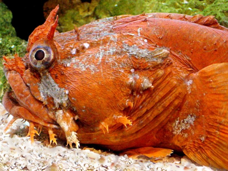 Orange toadfish underwater