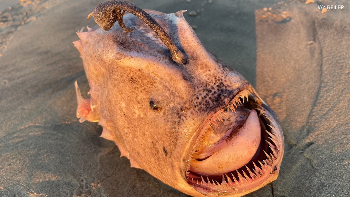 Anglerfish