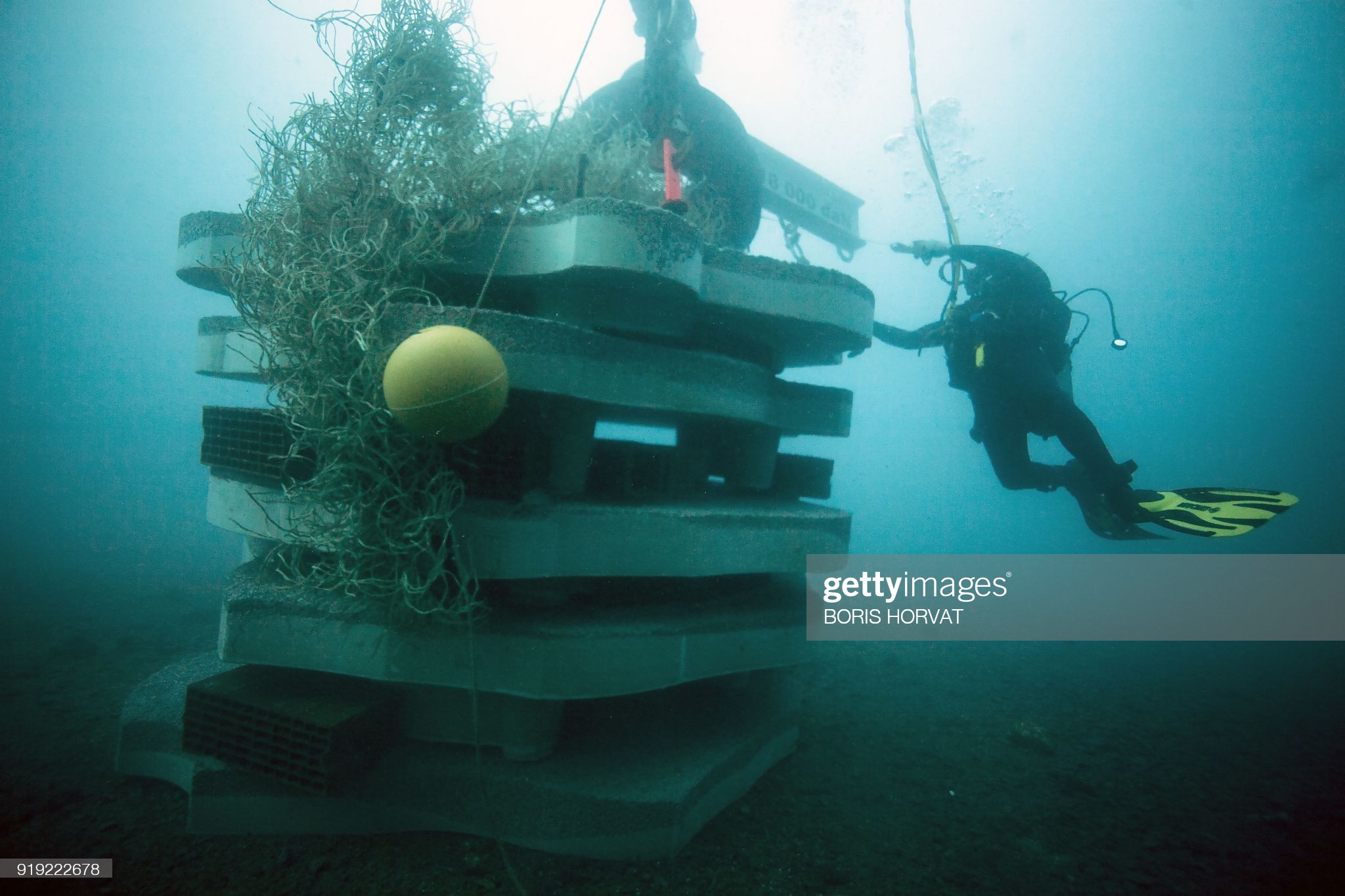 Underwater Coral